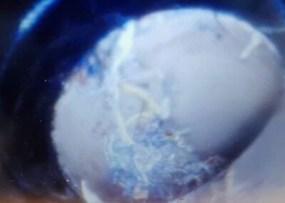 Internal drain pipe view during a root inspection in Glasgow G41